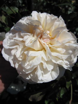 Rosa Lichfield Angel